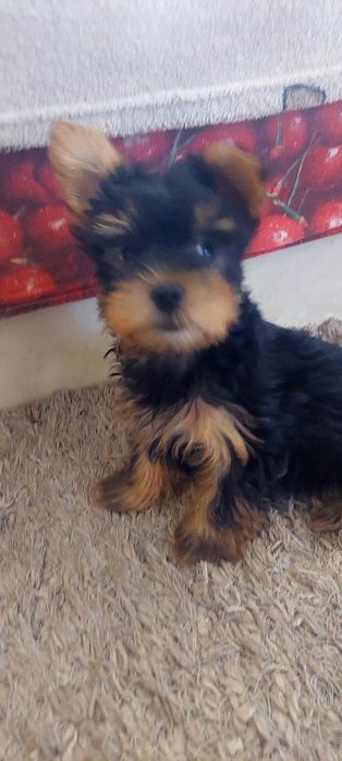 Yorkshire  Terrier