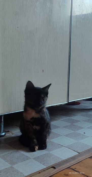 Отдам даром котята , в добрые руки