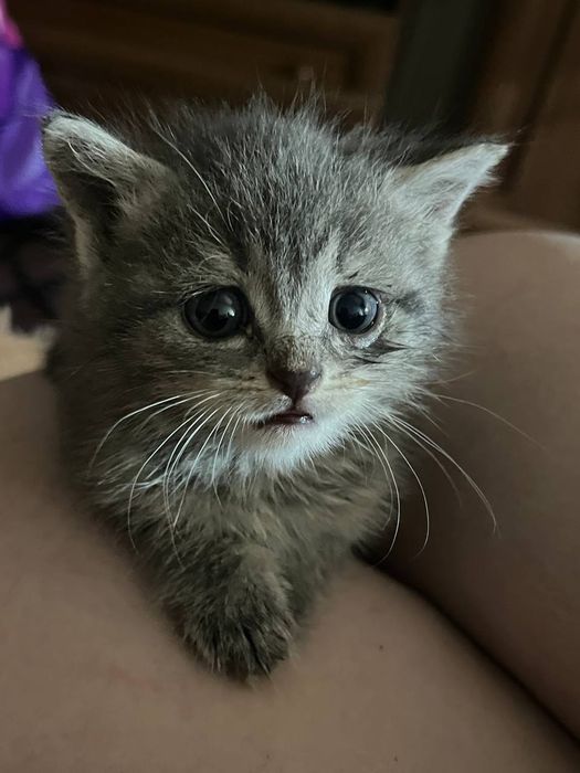 Срочно отдам котят