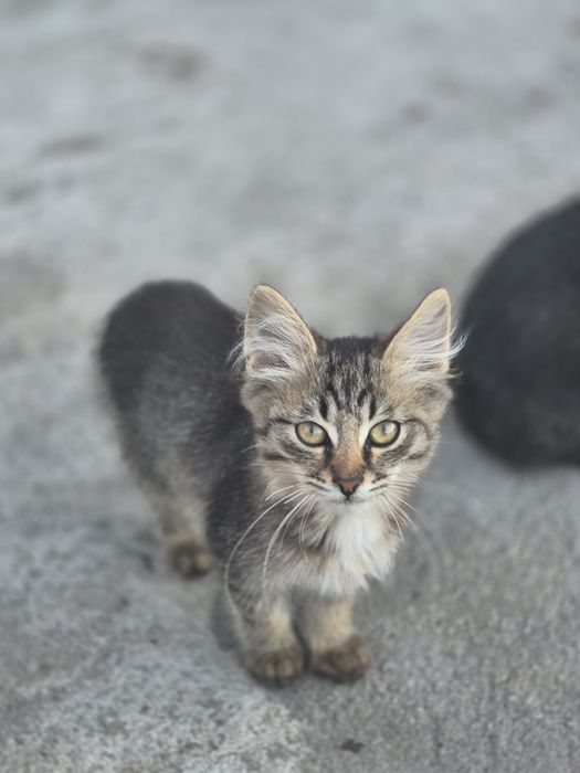 Котята, девочки и мальчики