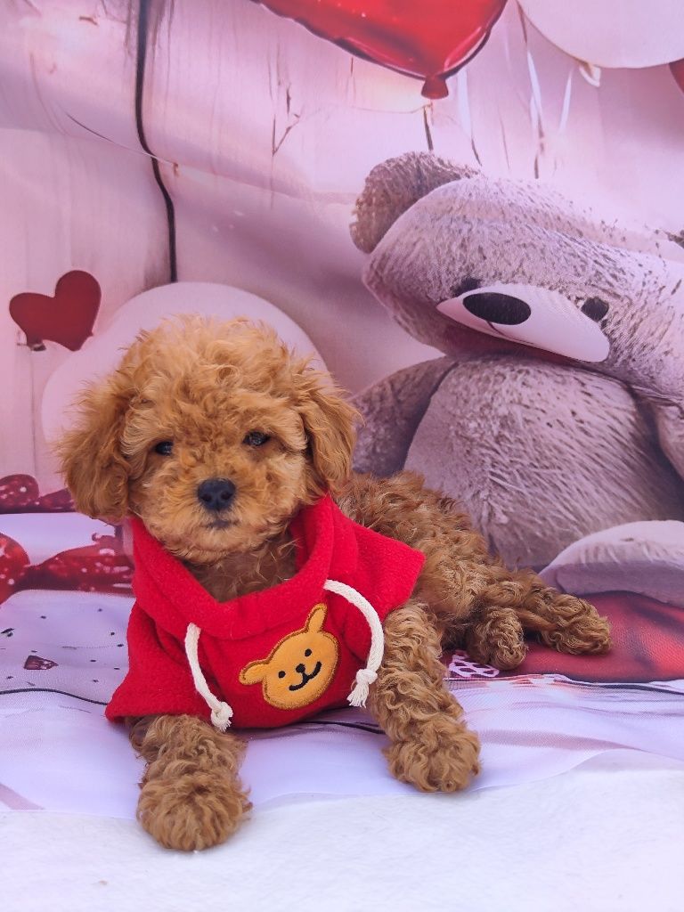 Пудел Той/ Poodle toy с Документация за произход
