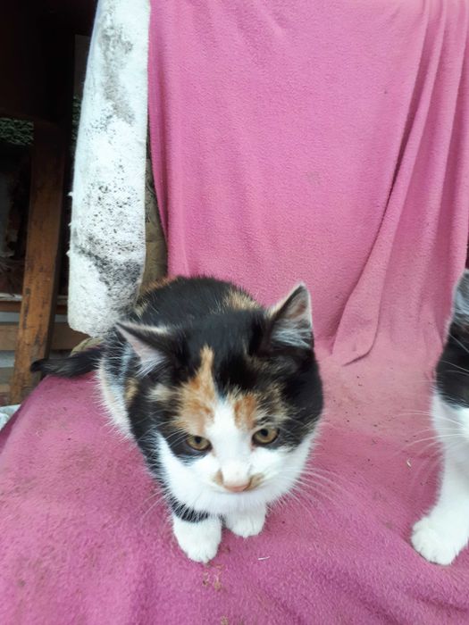 Pui de pisică, drăgălași, mama foarte bună la prinderea șoarecilor