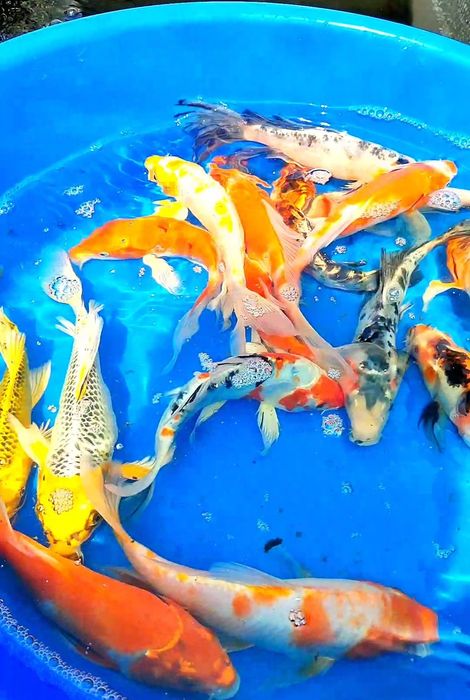 Crapi koi buterfly, standard si long fin