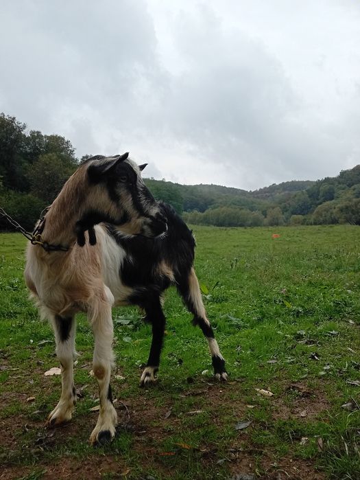 Vând două capre bune de lapte