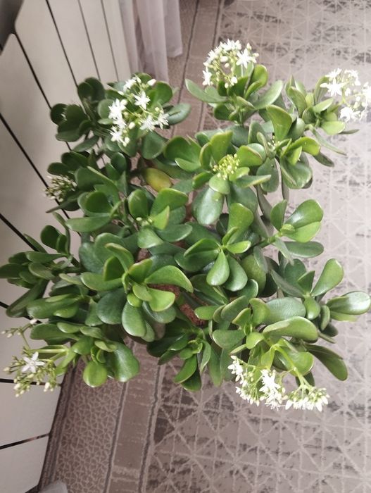 Цветущий цветок монетное дерево.