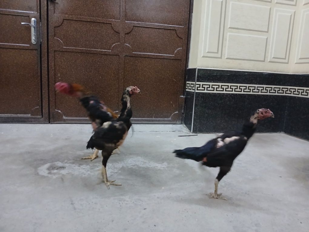 dakan par sotiladi