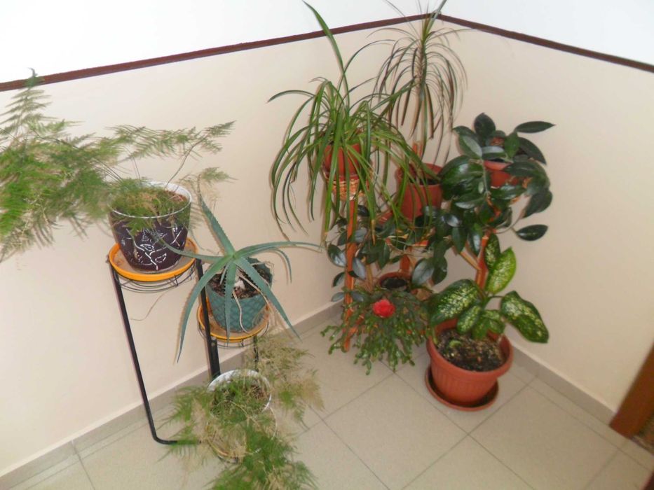 фотоапарат Samsung PL20 14 МРх