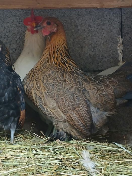 Disponibili 2 iepurași de 2 luni