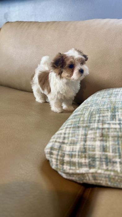 Bichon Maltez Mini Toy.