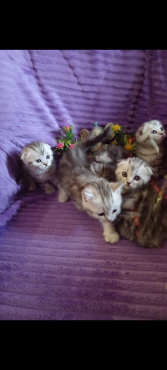 Продам шотладскую прямоухую кошечку .