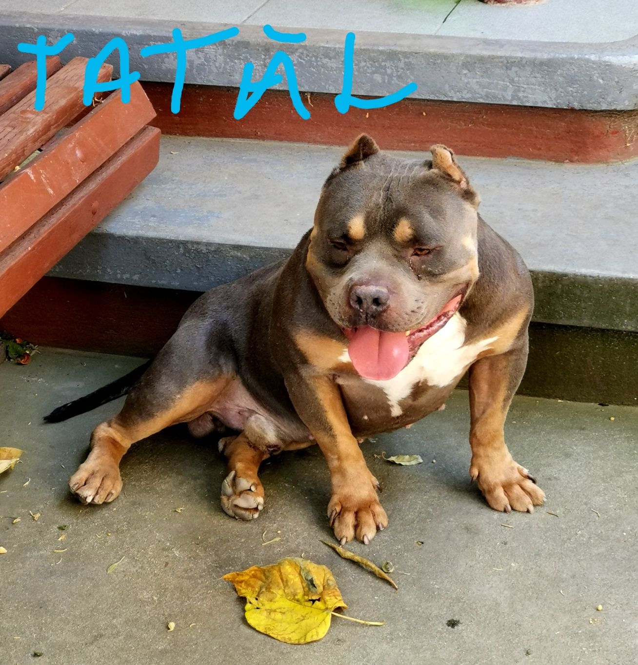 Super Ocazie! Femelută American bully BlueTricolor