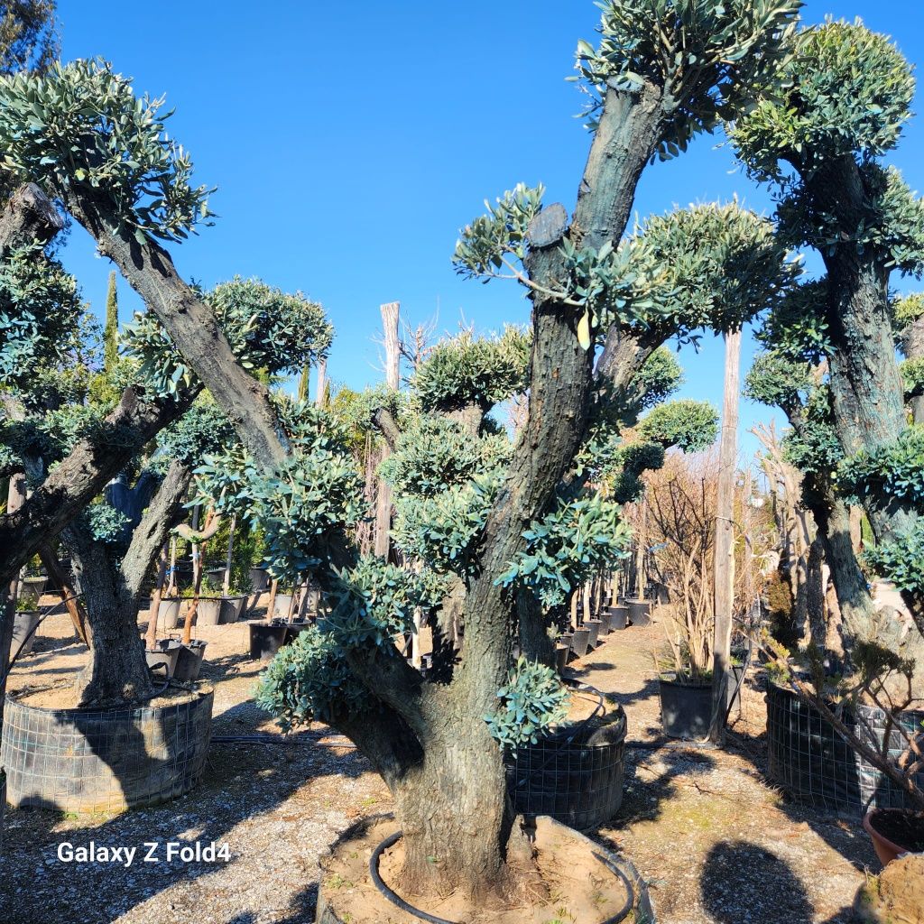 Măslini bonsai seculari ornamentali