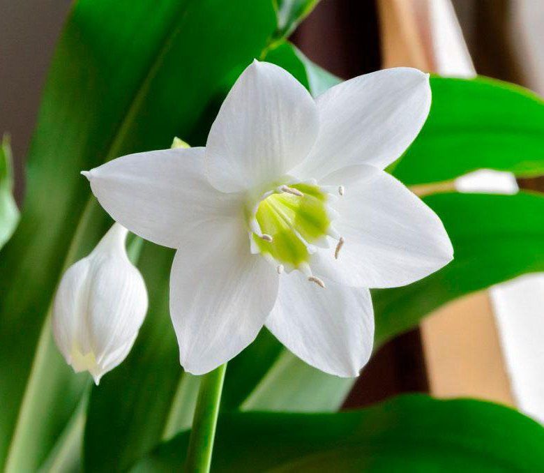 Эухарис комнатный