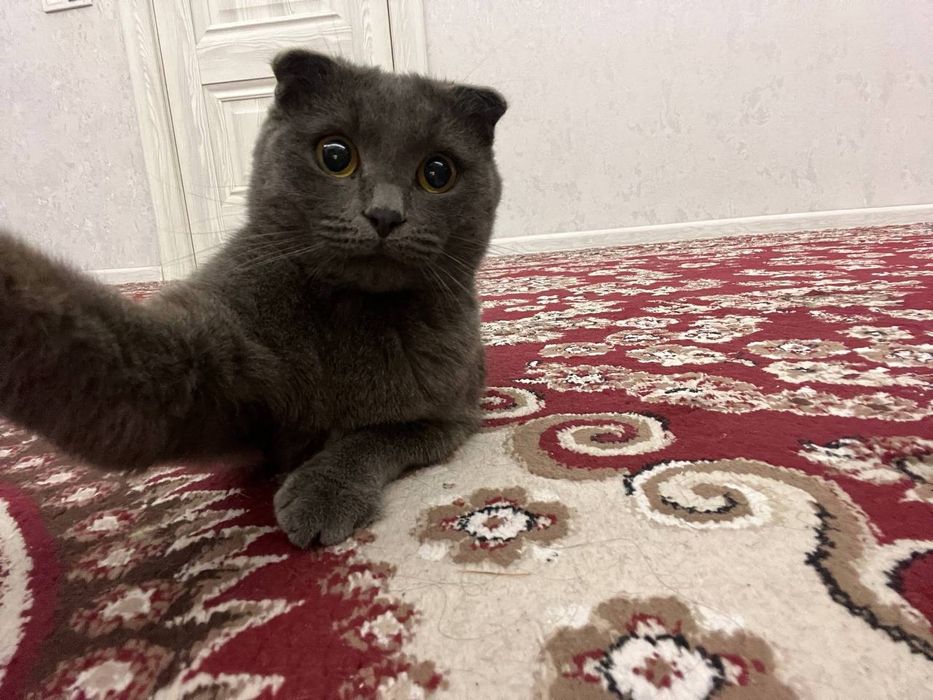 Мушук сотилади эркак