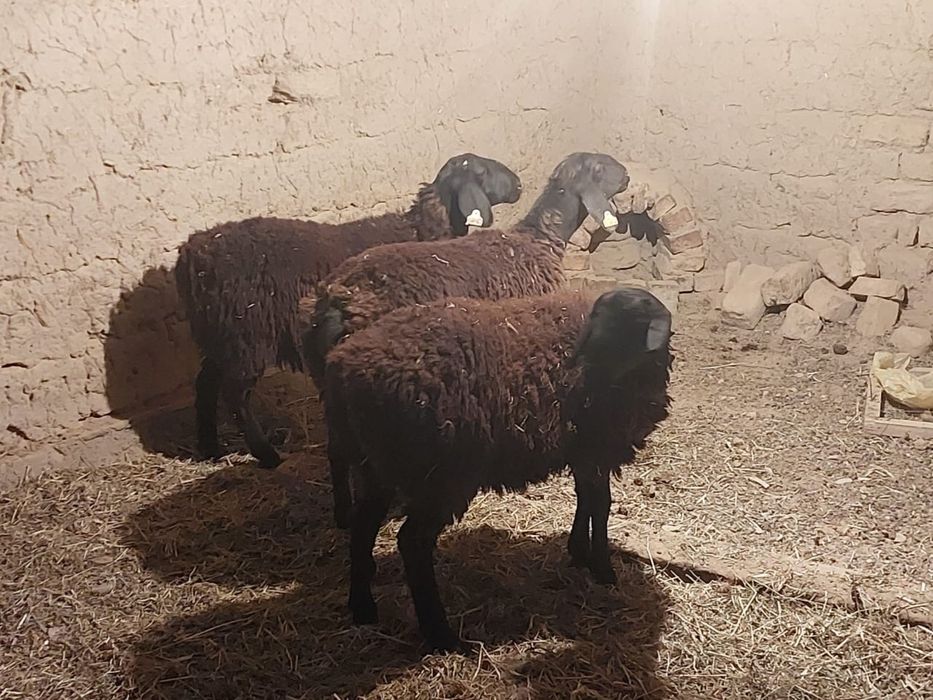 Тоқты сатылады, ұрғашы