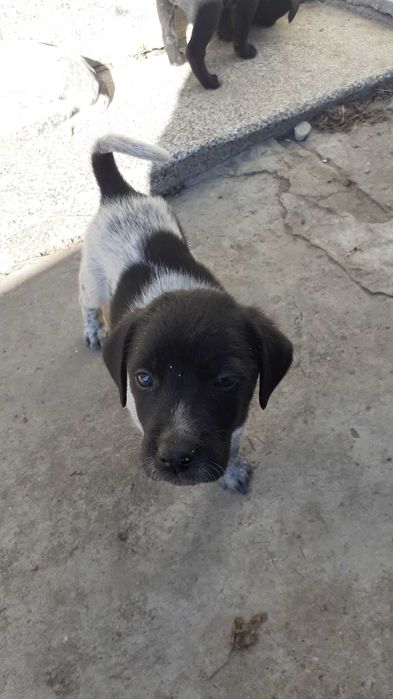 CATEI spre adoptie