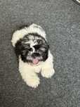 Shih-tzu, mascul, 2 luni
