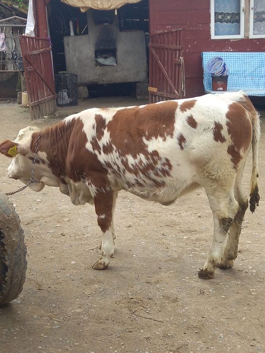 Vând vitea bălțată germană din mama buna de lapte cu 40 kg lapte