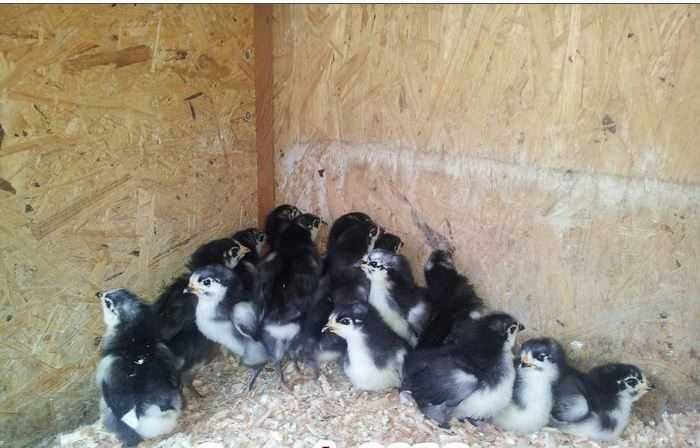 oua australorp incubat / australorp cocosi / cocosi australorp /oua