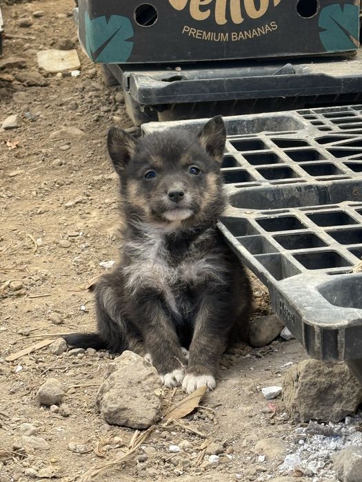 Donatie Cătelusi Metis