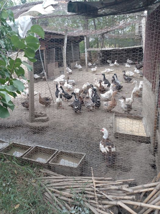 Vând rate mulard de carne