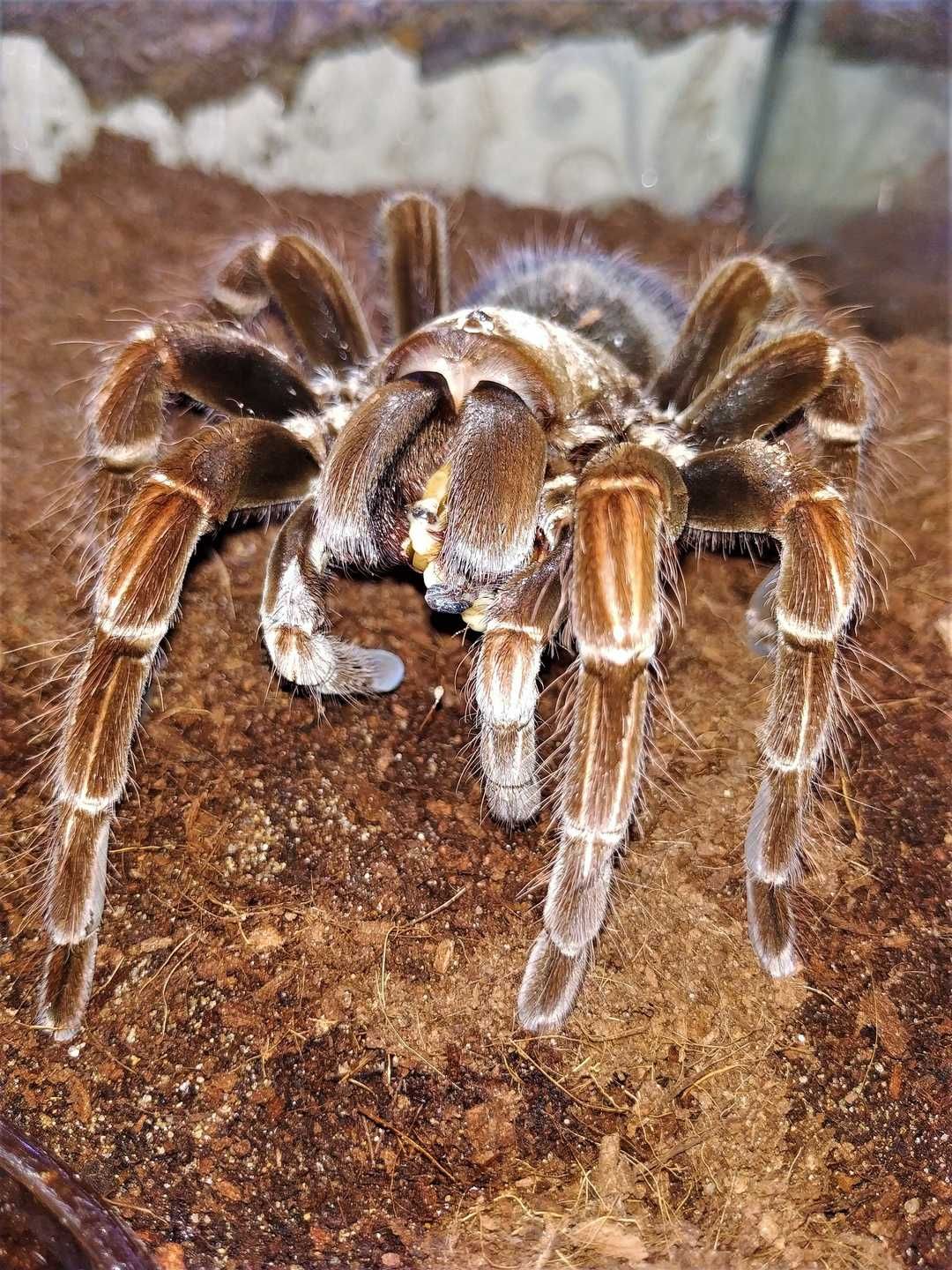 Pamphobeteus platyomma \ Паук-птицеед (Самка)