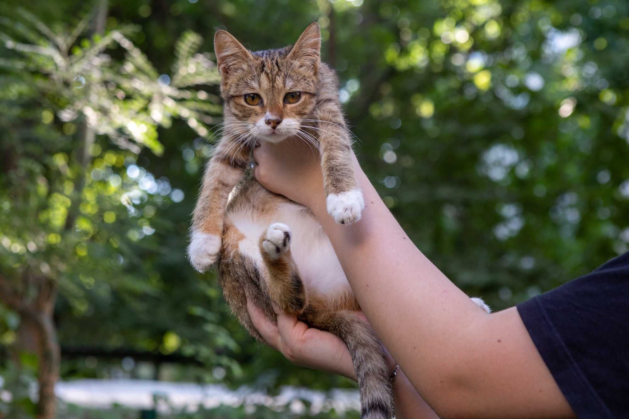 Бесплатно котенок девочка 5 месяцев