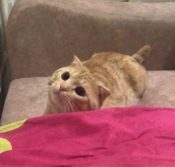 Кошка добрый воспитанный