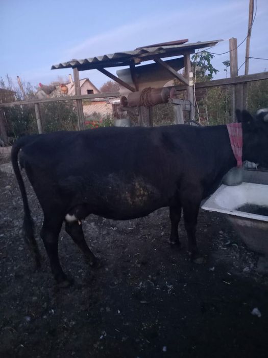 Корова даёт 7-10 литров