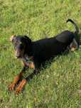 Doberman Gratuit - 5 luni si 3 săptamâni