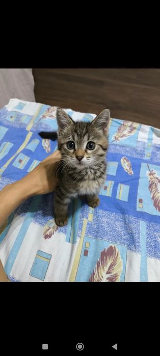 Котенок в добрые руки