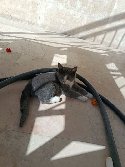 Отдам даром котенка