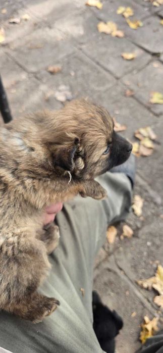 Подарявам кученца