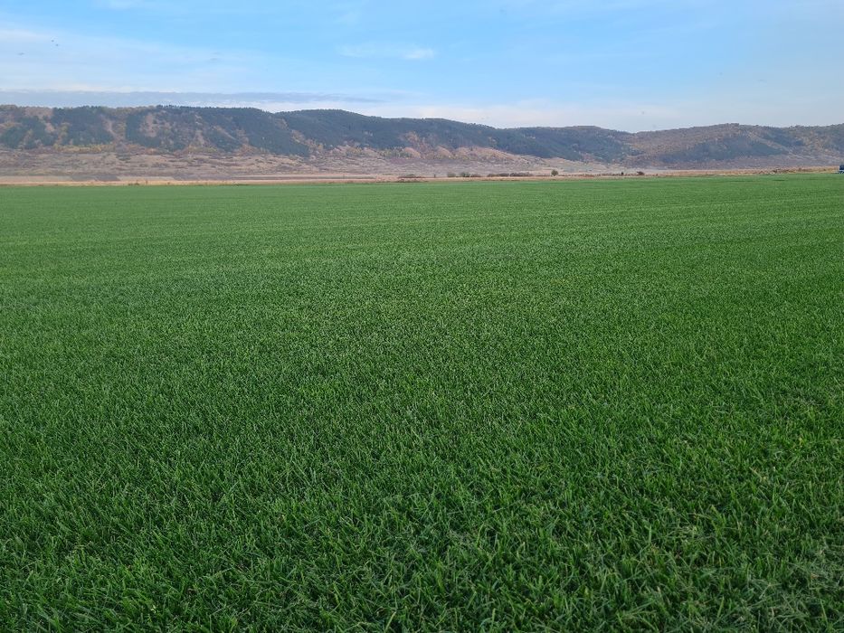 Gazon rulou sport premium și sistem automat de irigație