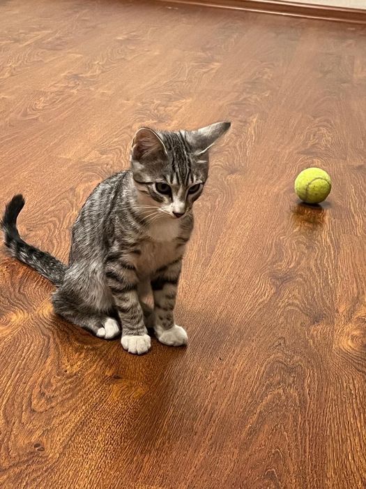 Домашний котенок