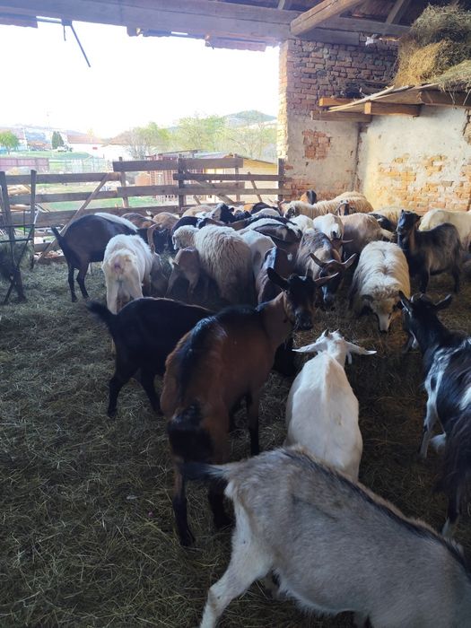 Vând capre bune de lapte