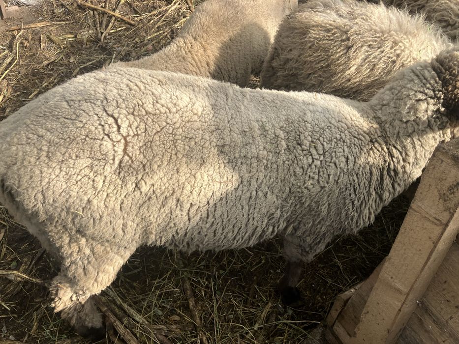 Oi, miei de de lapte