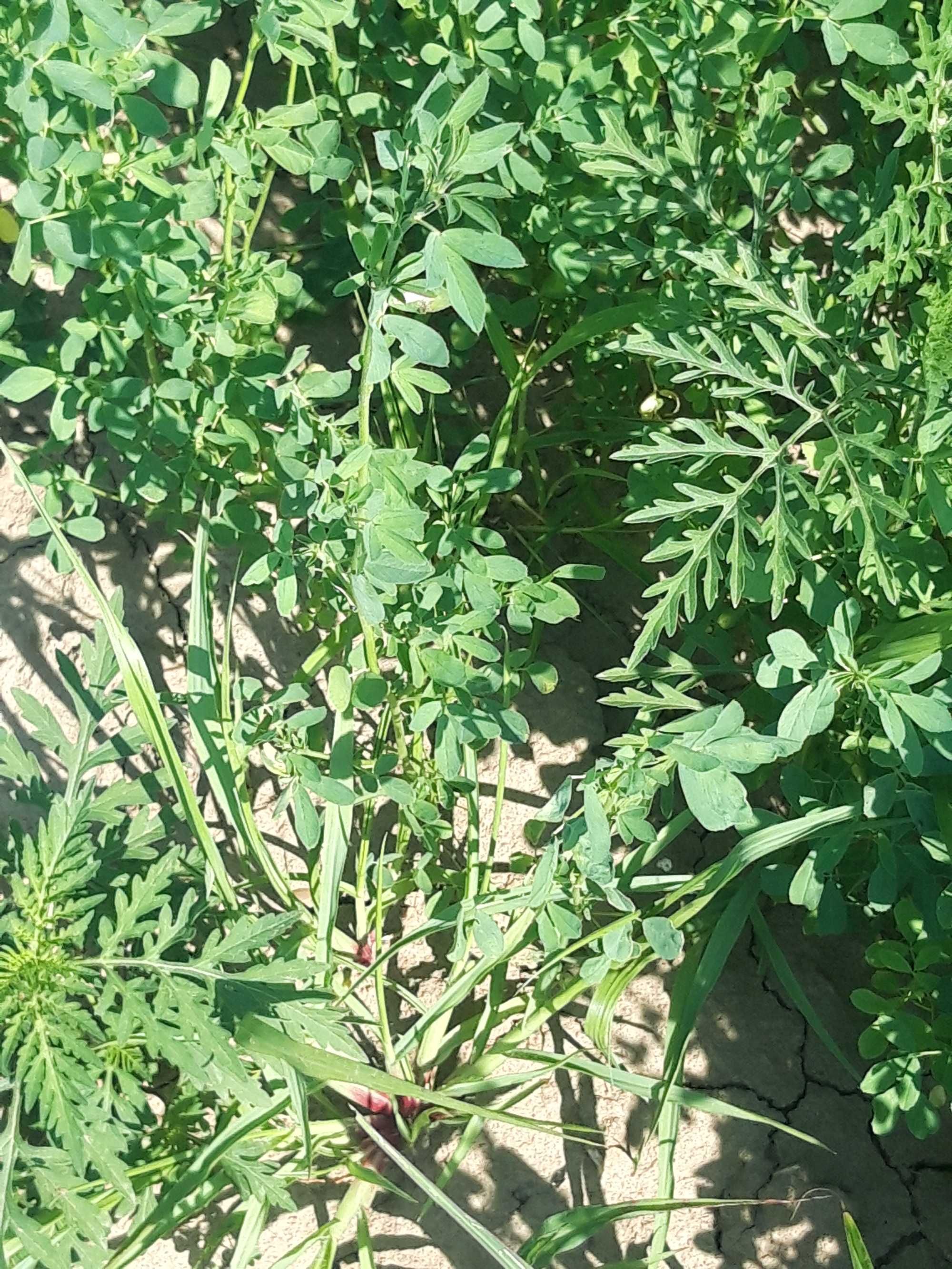 Vând lucernă verde din câmp - 500 de lei/hectar