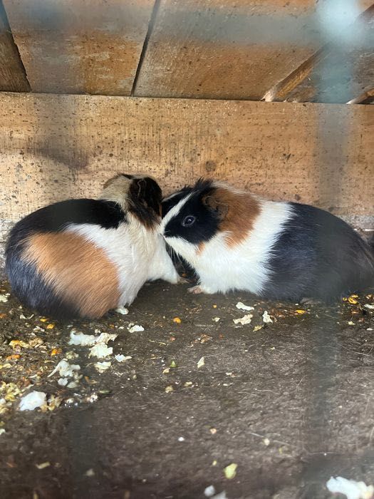 Porcușori de guineea