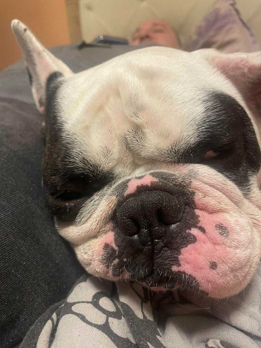 ПОДАРЕНО!!! Френски булдог