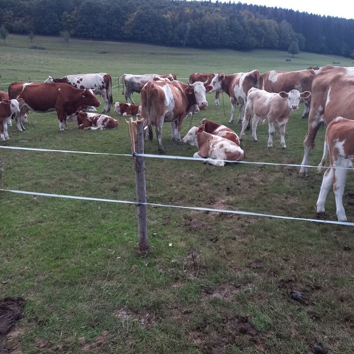 Vaci și juninci de vanzare