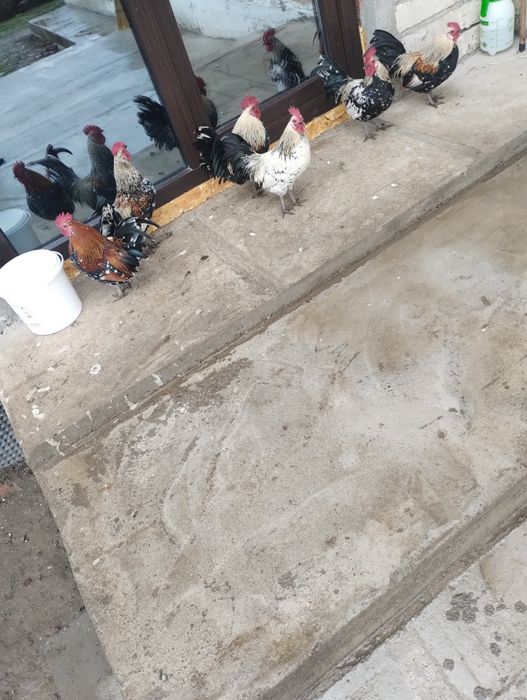 Vând cocosi americani