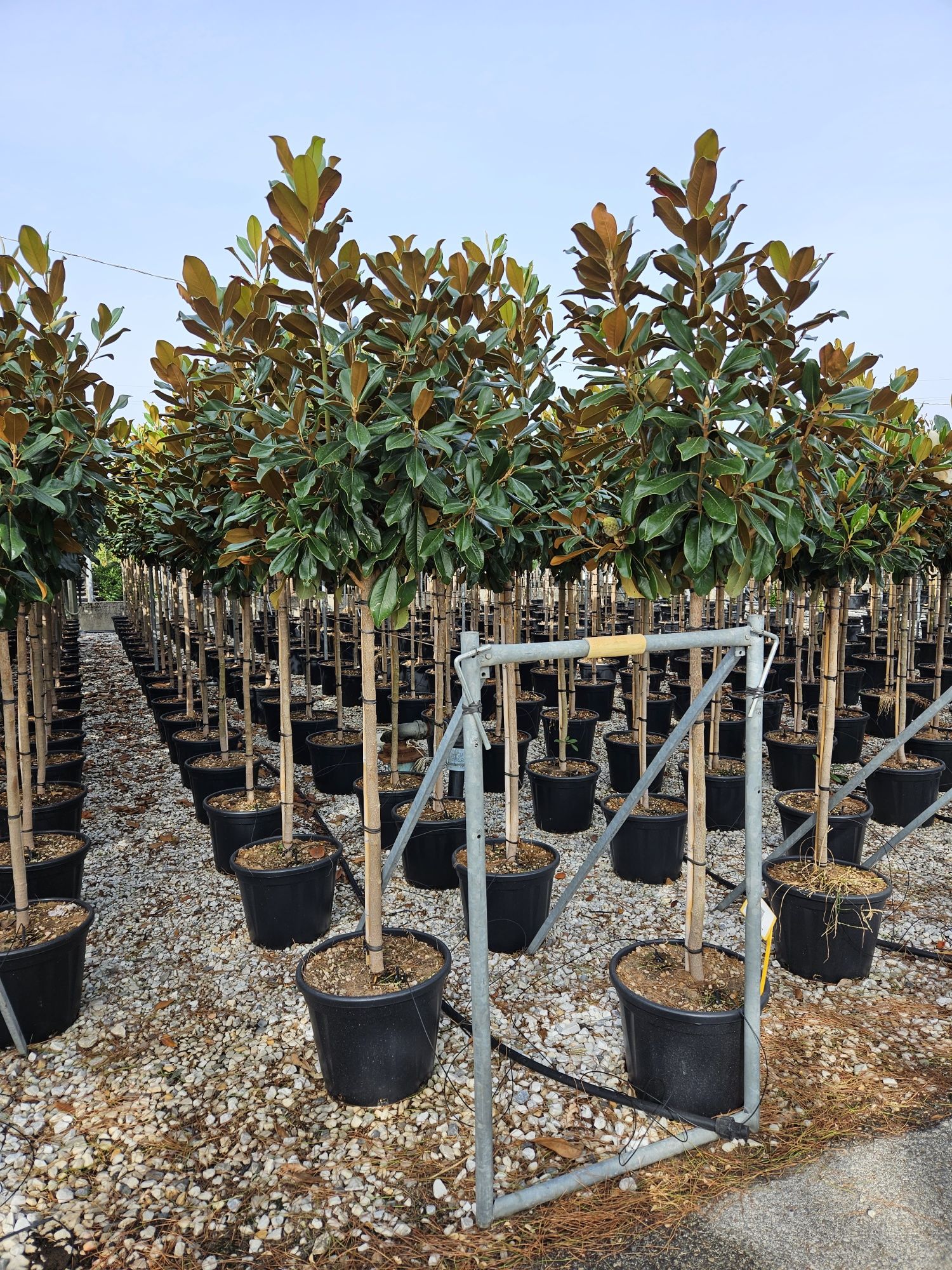 Magnolia grandiflora copac și tufa