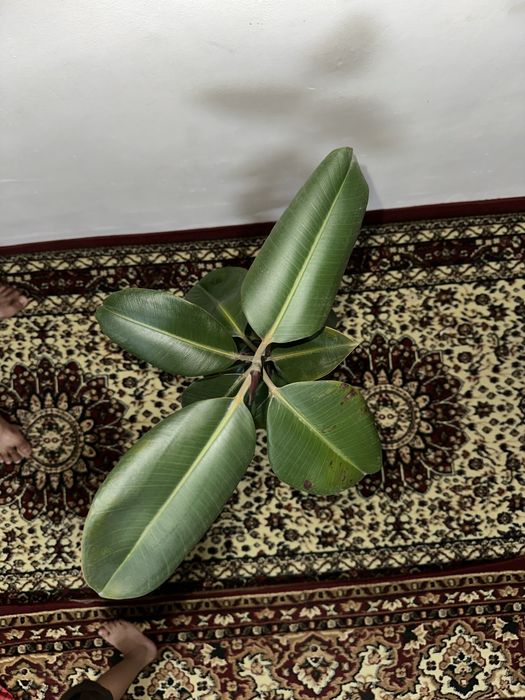 Fikus guli. Bóyi ikki xil