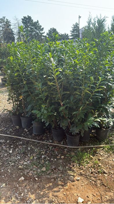 vând laur englezesc Prunus laurocerasus