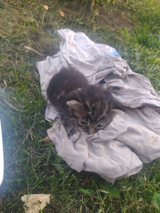 Отдам даром котёнка новорожденного.