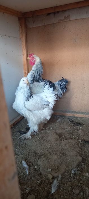 Brama tovuq va xoroz sotiladi