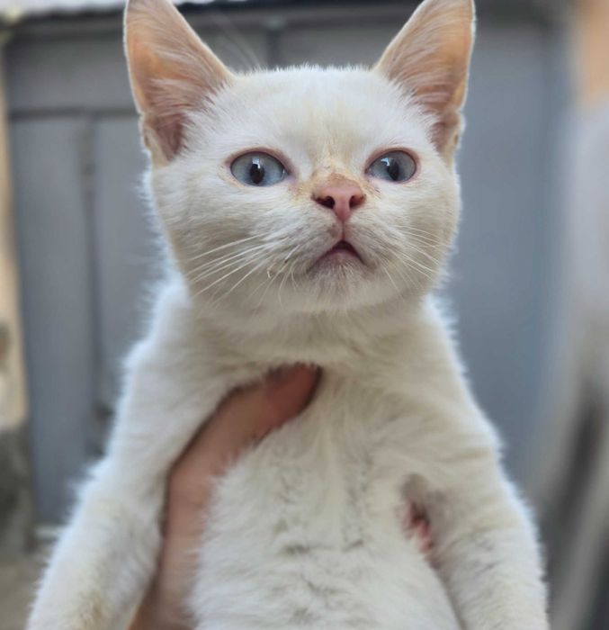 Малыш ищет дом! Тайский Ред поинт(4 месяца)