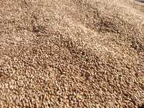 Vând triticale producție 2025