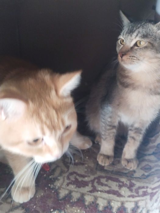 Mushuk sotiladi arzon narxlarda